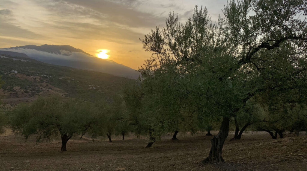 Puesta de sol entre olivos